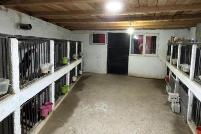 Horoz dövüşüne 508 bin liralık ceza